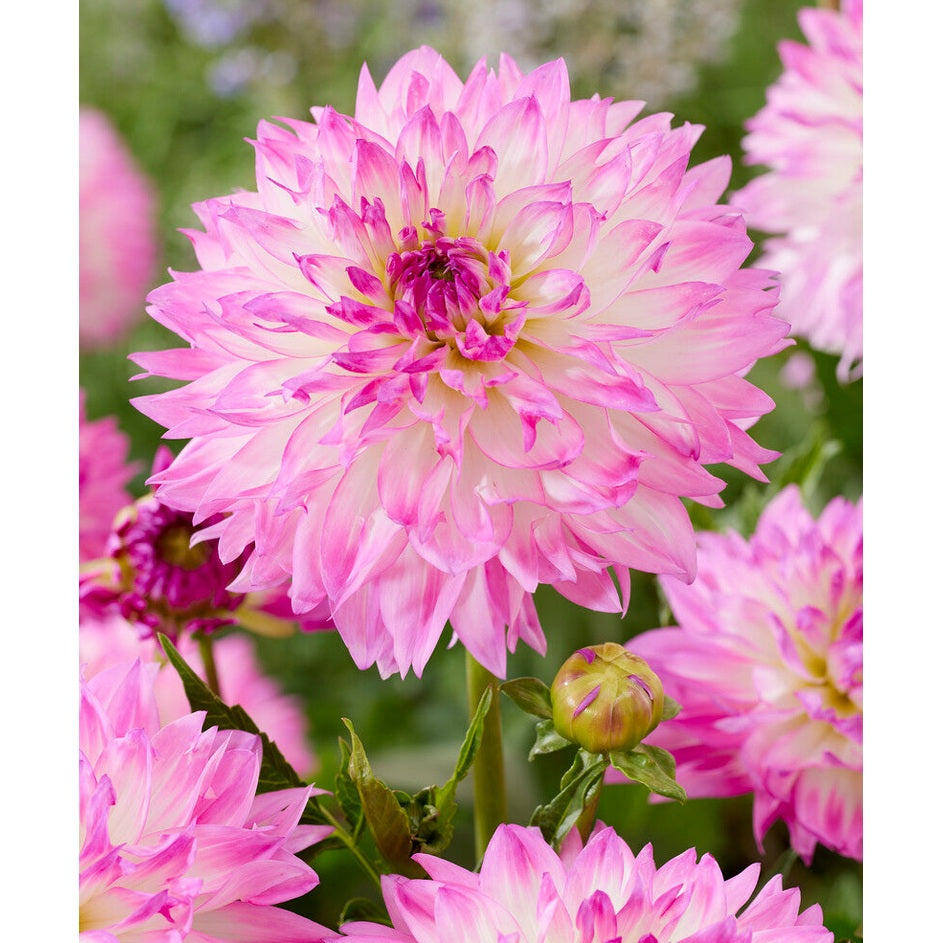 Dahlia Kordessa Dekorativ 1-pack NYHET